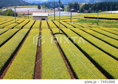 唐津の茶畑 唐津の茶畑 7491886