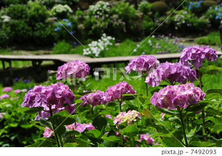 紫陽花 紫陽花 7492093