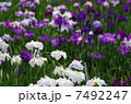 花菖蒲 7492247