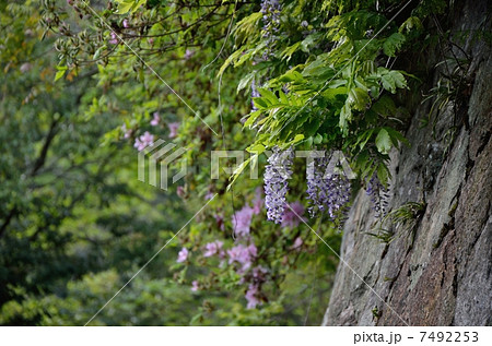 京都、六丁峠のフジ 京都、六丁峠のフジ 7492253