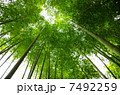 竹林を見上げる 7492259