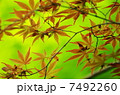 紅葉 7492260
