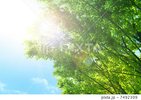 新緑と太陽の日差し 7492309