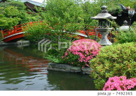 京都　神泉苑　サツキ 7492365