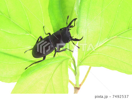 コクワガタ 7492537