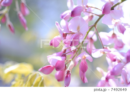 藤の花 ピンクの写真素材