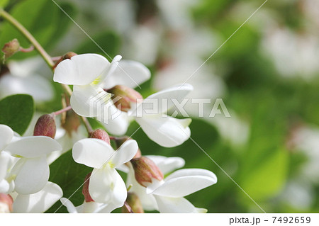 ニセアカシア 7492659