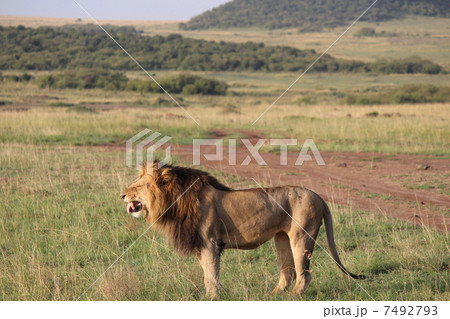 王者ライオン 王者ライオン 7492793
