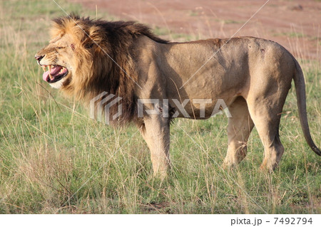王者ライオン 王者ライオン 7492794