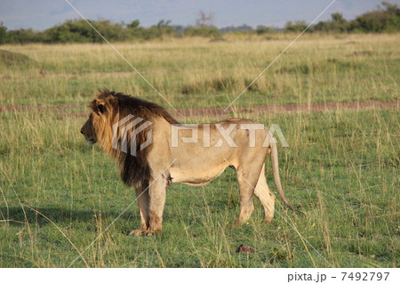 王者ライオン 7492797