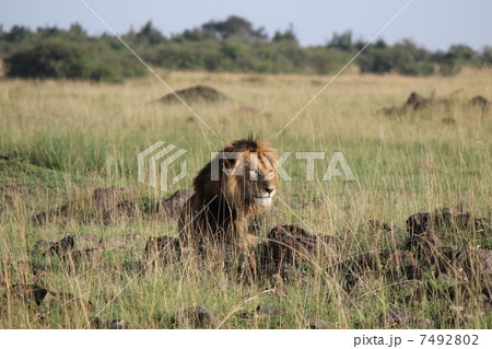 王者ライオン 7492802