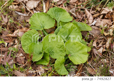 ノブキの葉 ノブキの葉 7492827