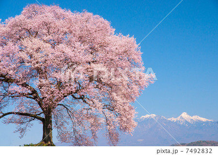 一本桜 一本桜 7492832
