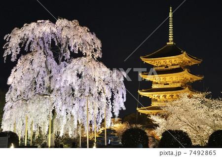 世界遺産　東寺　五重の塔　不二桜 7492865