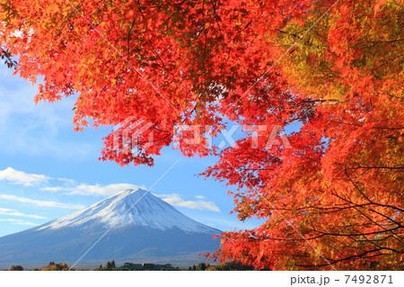 秋晴れの富士山と真紅に染まる紅葉 秋晴れの富士山と真紅に染まる紅葉 7492871