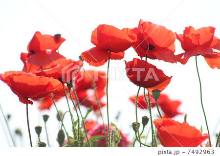 ケシの花 ケシの花 7492963