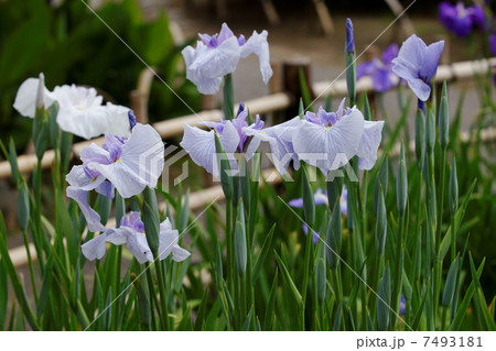 堀切菖蒲園の薄藤紫色の花菖蒲・煙夕空 7493181