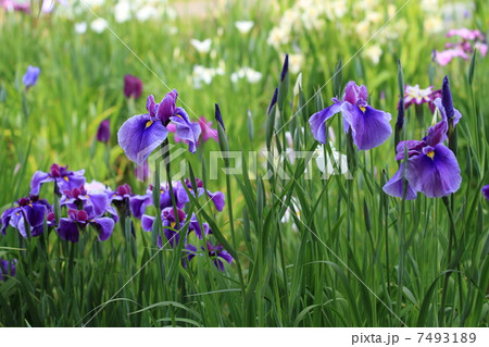 堀切菖蒲園の紫色の花菖蒲・潮来と若葉に新緑 7493189