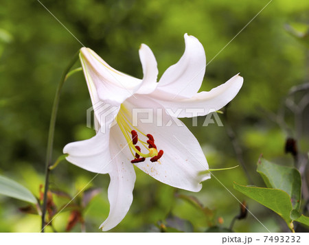 笹百合 笹百合 7493232