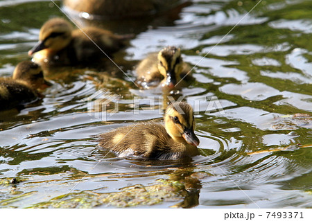 藻を食べるカルガモの赤ちゃんの写真素材