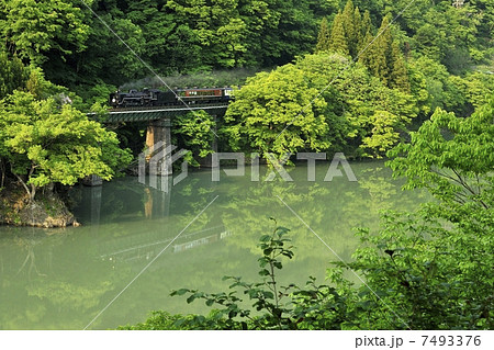 新緑を行くSL 7493376