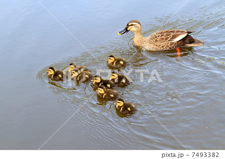 遊泳するカルガモの親子 7493382