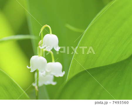 葉陰のすずらん（横） 7493560