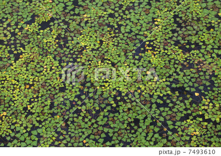 水草 水草 7493610