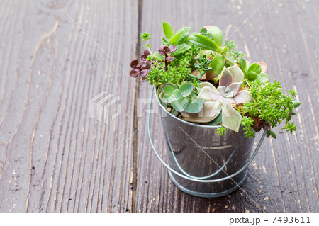 観葉植物 観葉植物 7493611