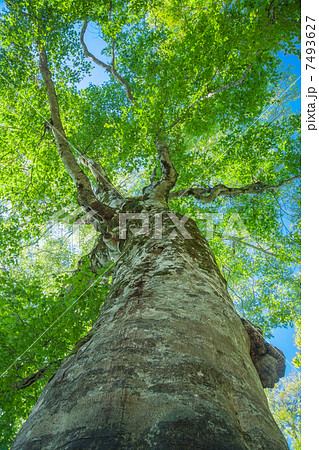 新緑のぶな - 津軽峠マザーツリー 7493627