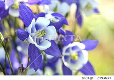 オダマキ（苧環） 7493634