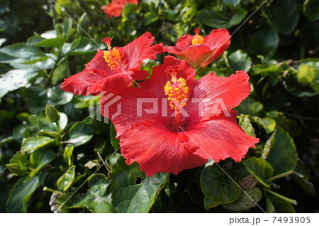 ハイビスカス 7493905
