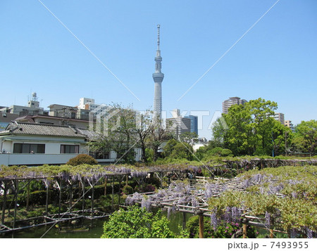 亀戸天神の藤棚とスカイツリー 亀戸天神の藤棚とスカイツリー 7493955