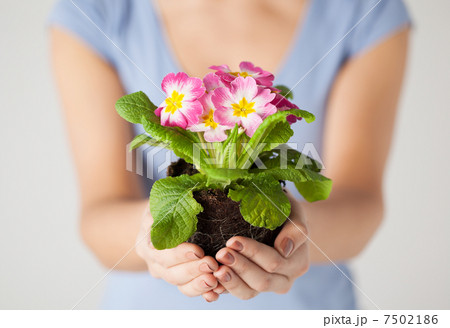 womans hands holding flower in soil 7502186