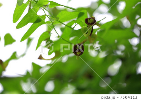 ウマノスズクサの花 7504113