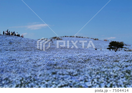 ネモフィラ ネモフィラ 7504414