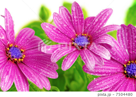 Flowers of Gazania with drops. (Splendens genus asteraceae) 7504480