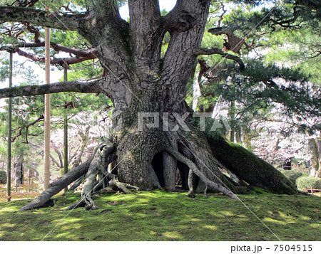 兼六園の根上松 7504515