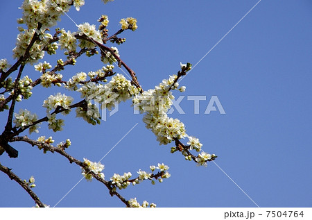 スモモの花 プラムの花 スモモの花 プラムの花 7504764
