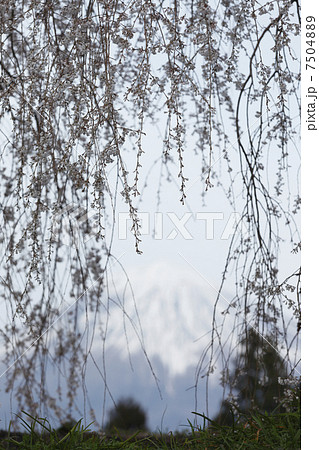 枝垂れ 7504889