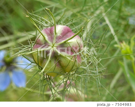 クロタネソウ 7504983