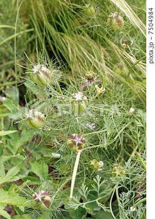 クロタネソウ 7504984