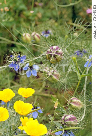 クロタネソウ 7504985