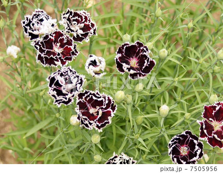 セキチク(ブラック＆ホワイト　ミストラル) 7505956