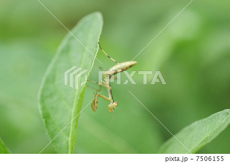 かまきり かまきり 7506155