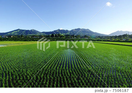 南阿蘇より阿蘇五岳涅槃像を望む　苗が成長して逆さ涅槃像が見えなくなった水田 7506187