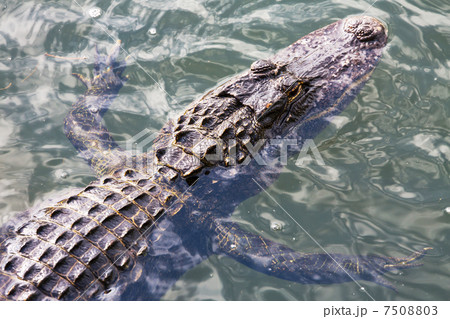 Alligator 7508803