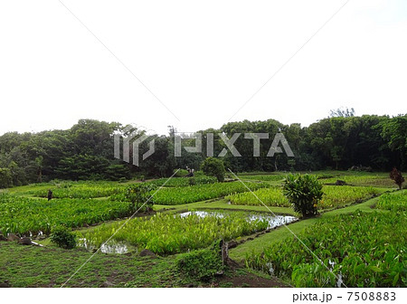 Taro field 7508883