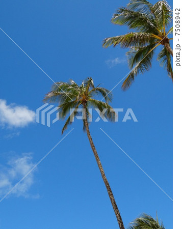 Palm trees 7508942