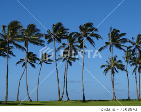 Palm trees 7508943